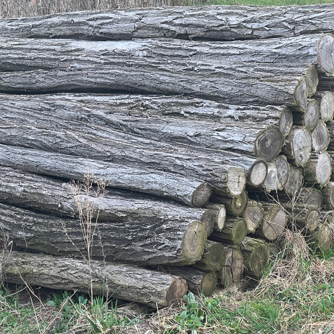 Eladó akác oszlop, változó hosszban. Komárom-Esztergom megye.